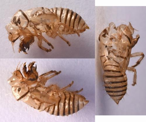 Réf. 344 751 : Tettigettula pygmea